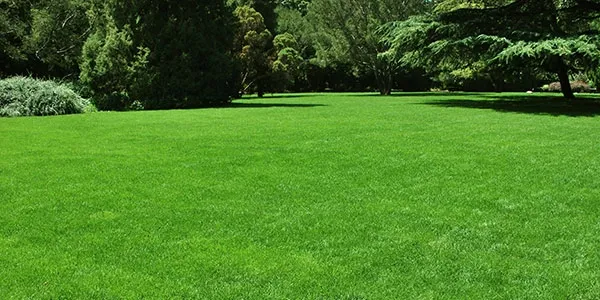 a well-maintained green lawn