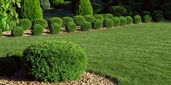 shrubs and trees with a well maintained lawn